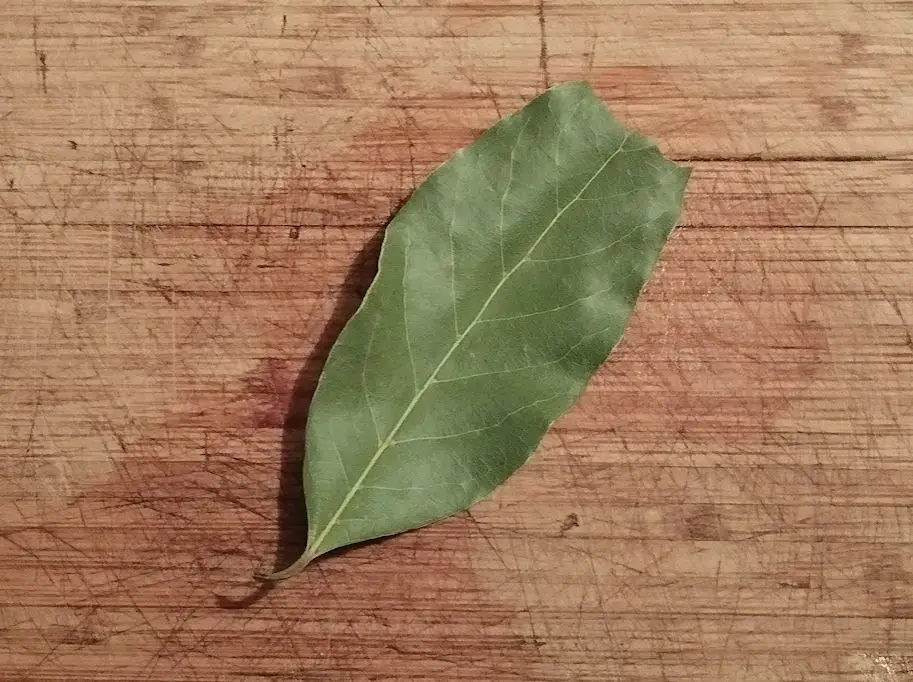 bay leaf