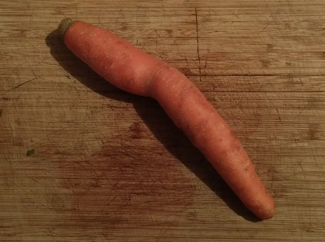 carrot