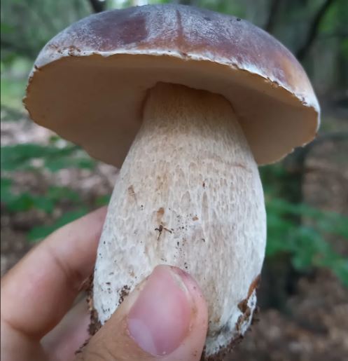 mushrooms porcini