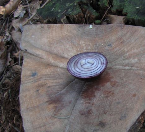 onion